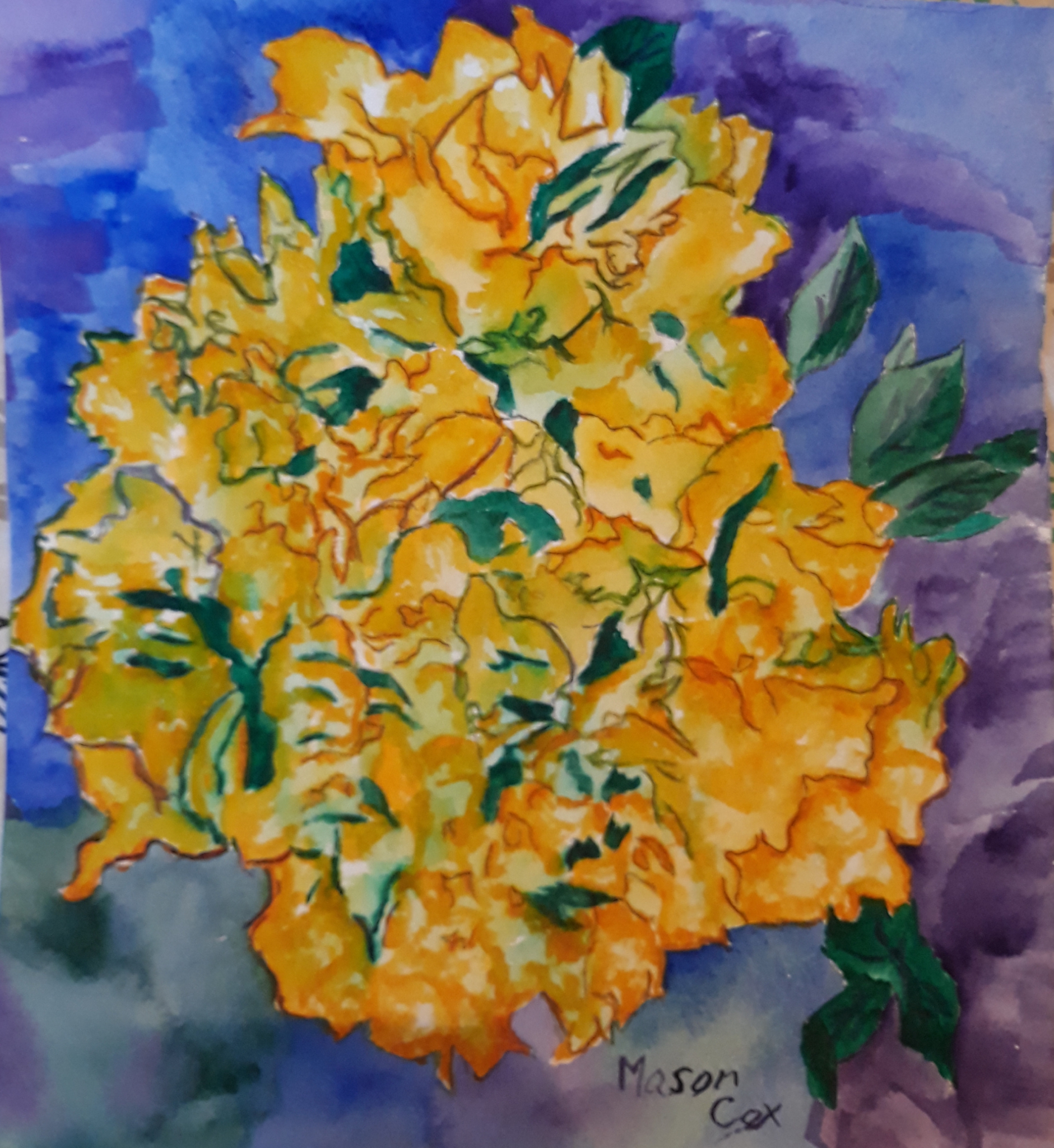 Yellow Bougainvillea by Mason Cox