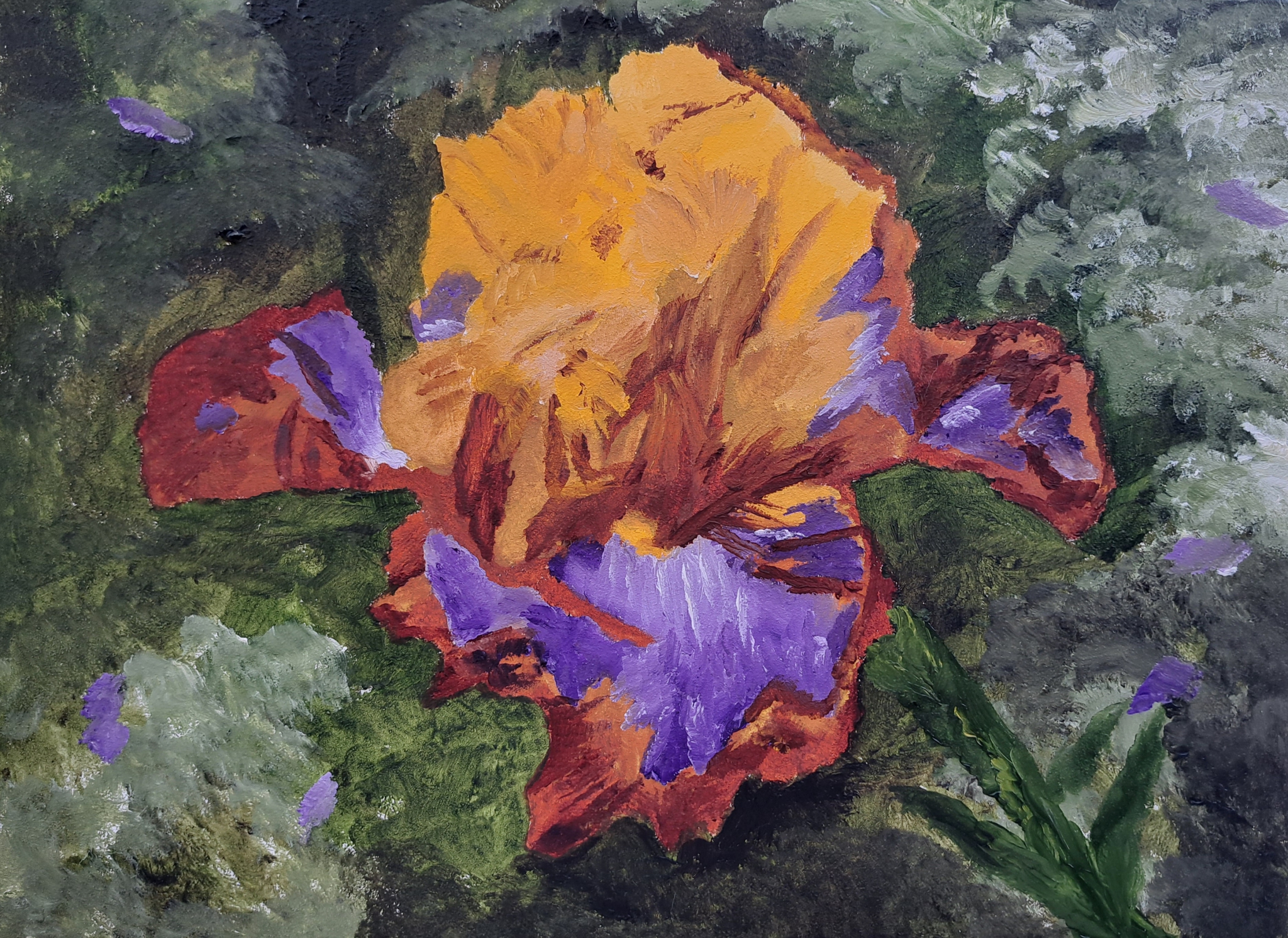 Yellow & Purple Bearded Iris by Mason Cox