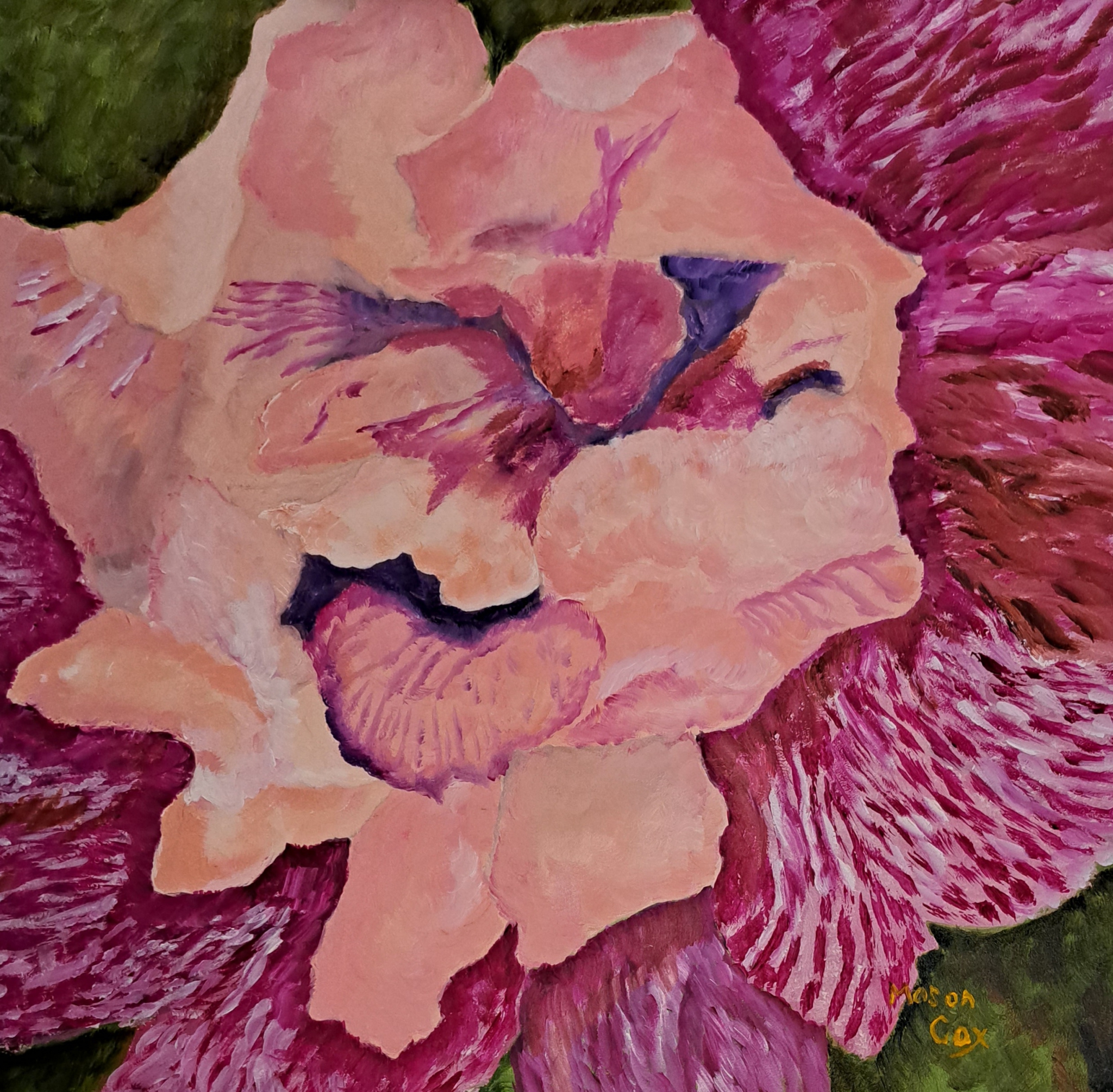 Pink Iris by Mason Cox