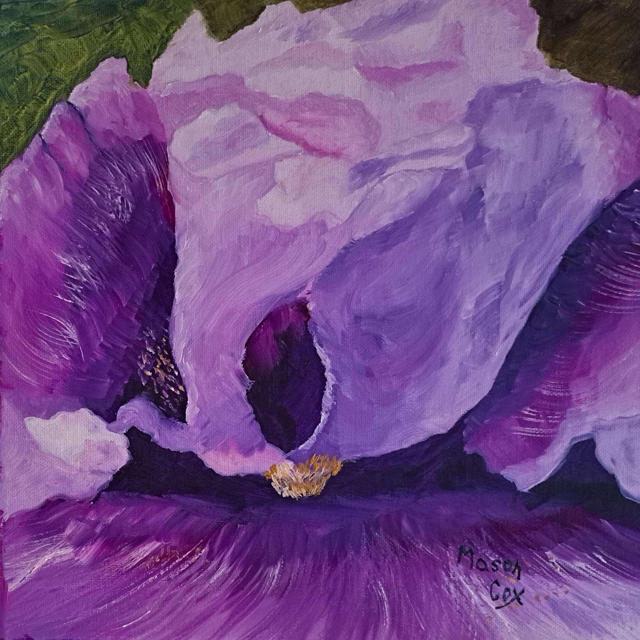 Purple iris by Mason Cox