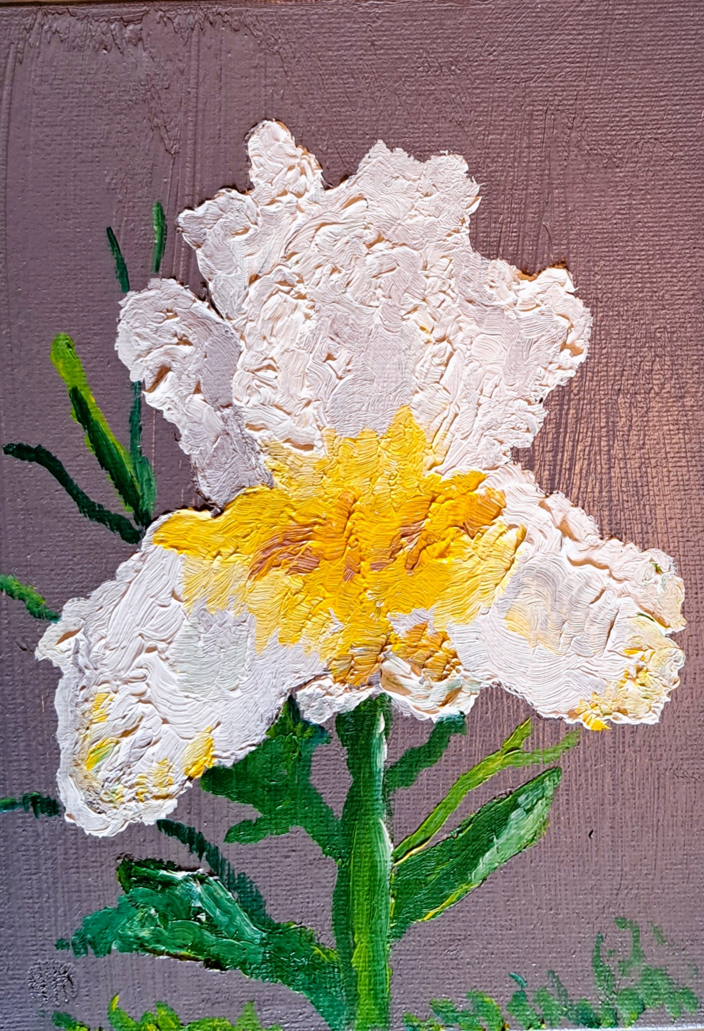 White Iris (brown) by Mason Cox