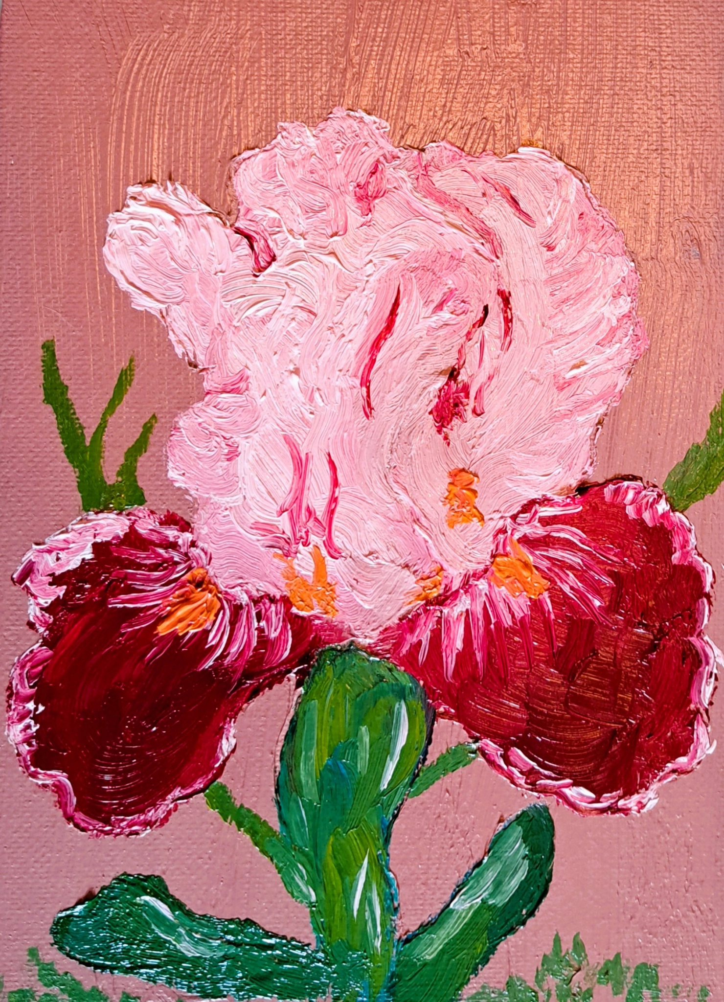 Pink Iris by Mason Cox