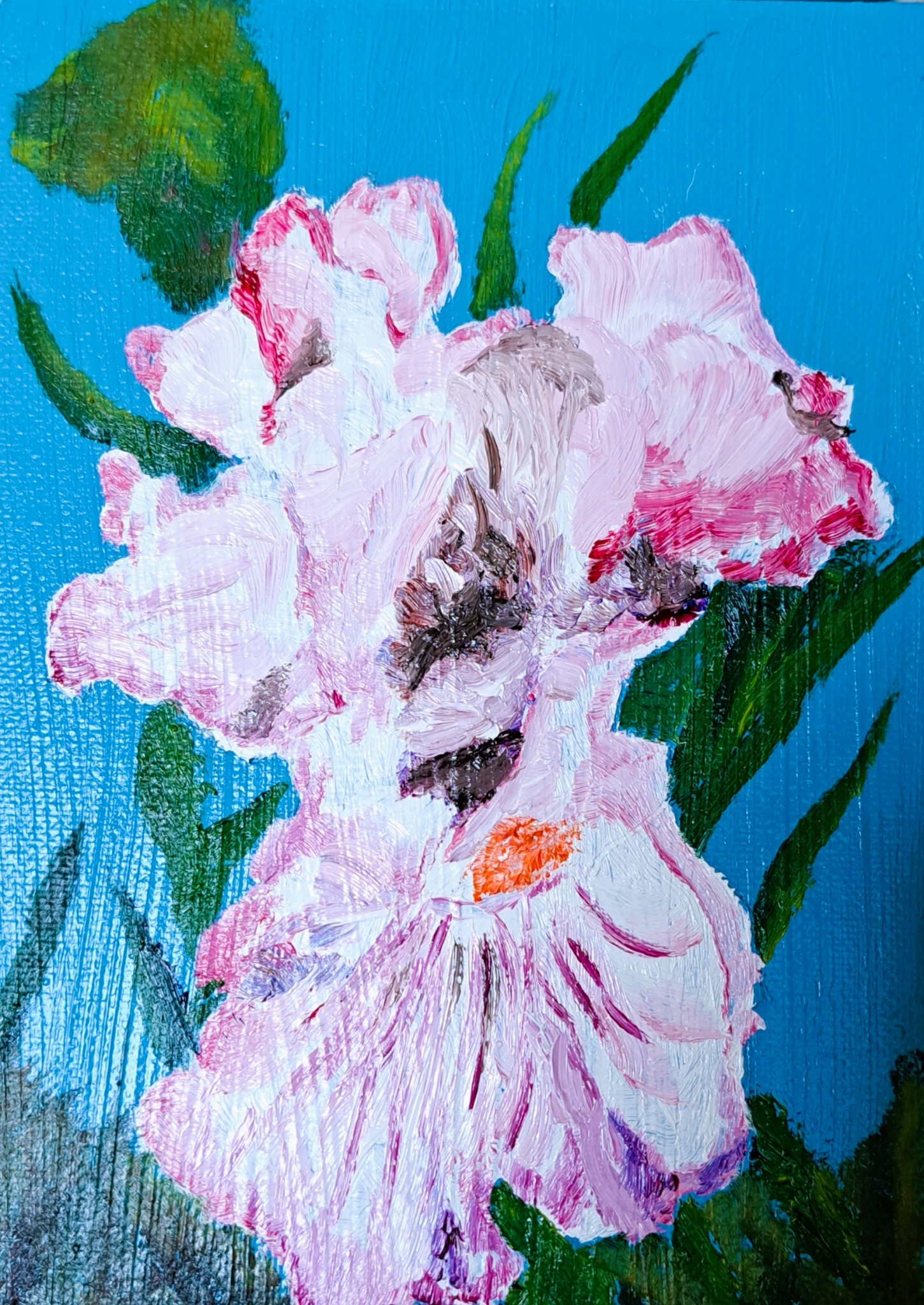 White with Pink Iris by Mason Cox