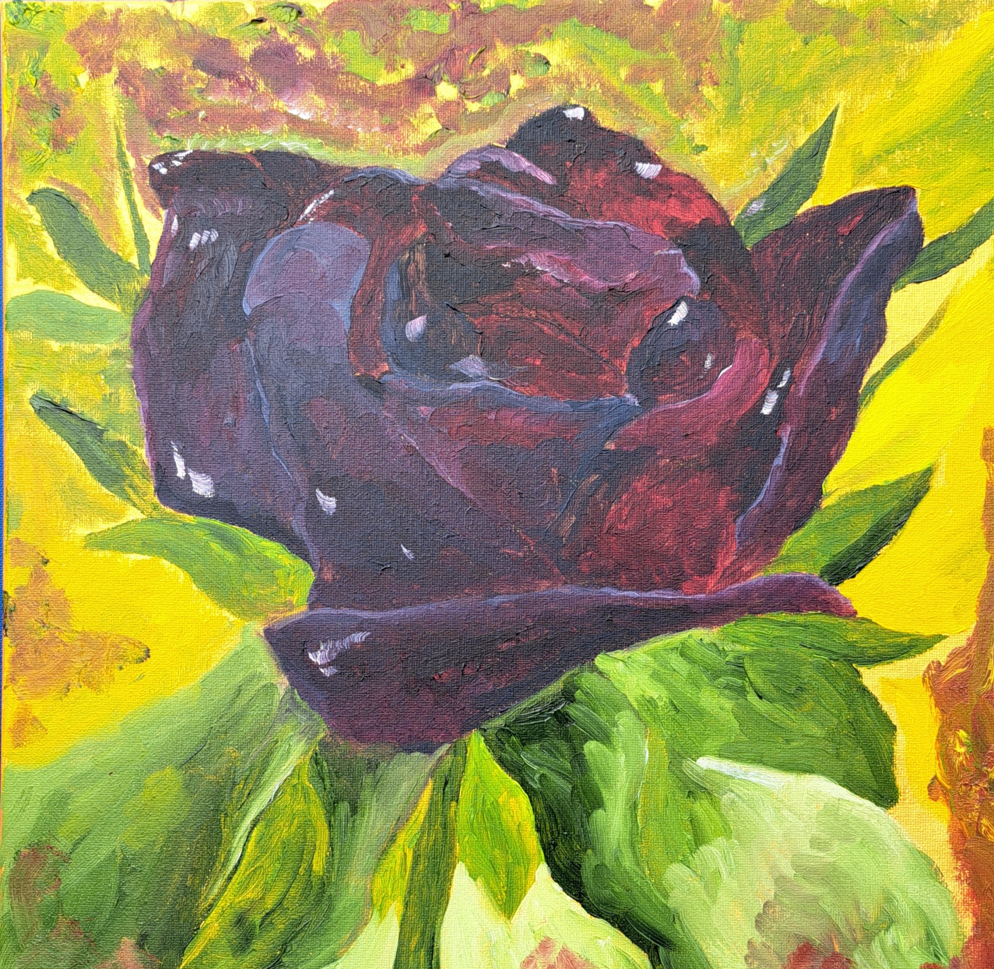 Black Rose by Mason Cox