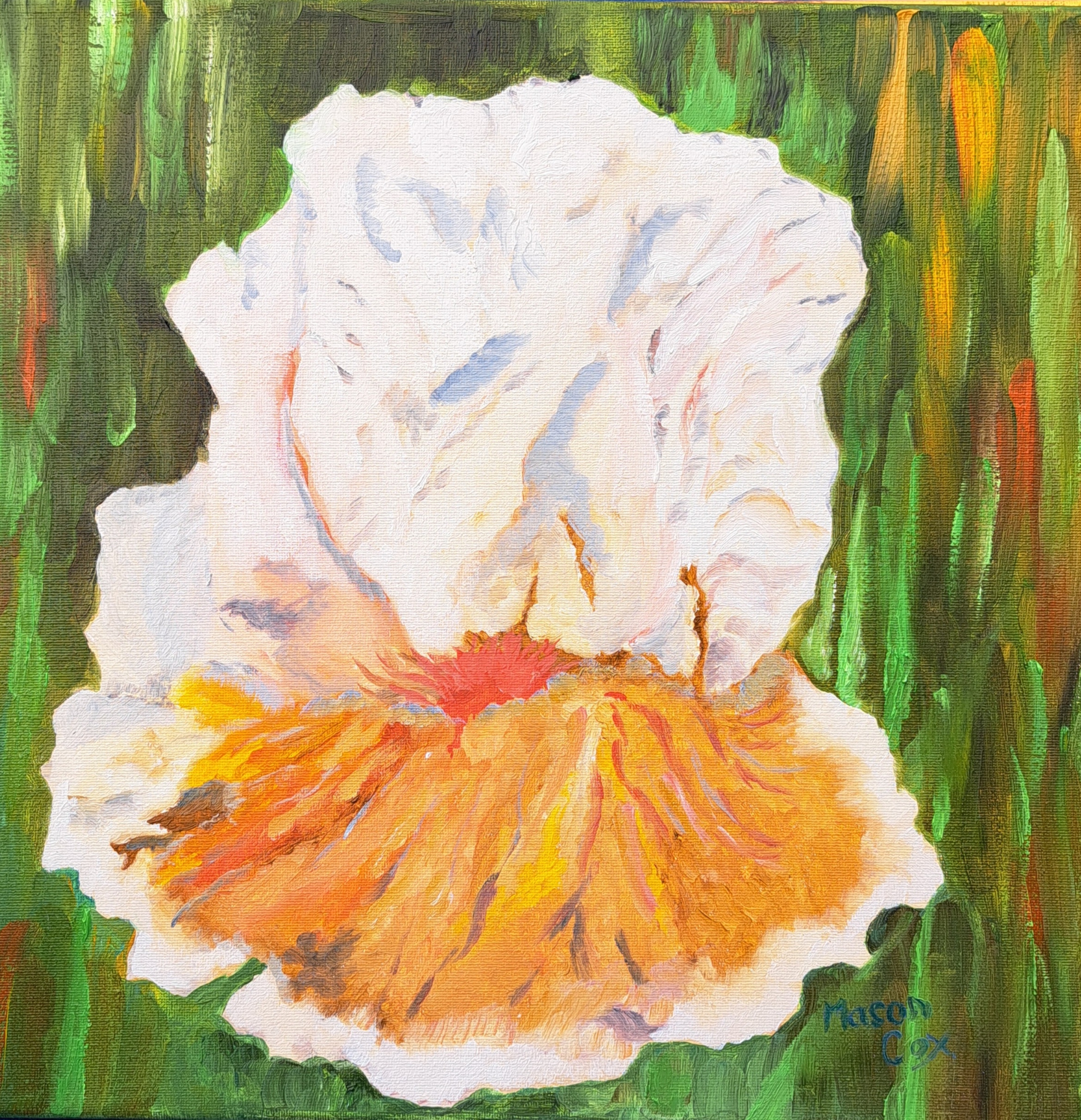 White Iris by Mason Cox